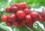 ӣ���� �����  ��ӣ�� ������ľ ��ľ