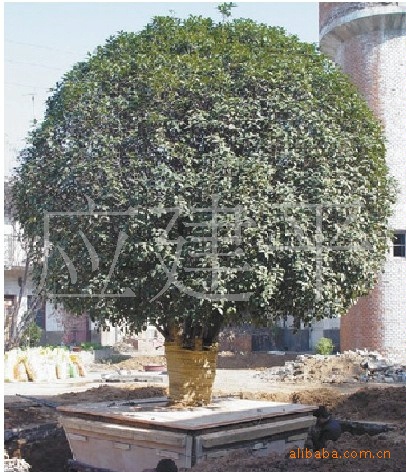 供应球形1.5-3.5m桂花树