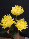 鲜花切花花卉鲜花批发鲜切花批发大黄菊(图)