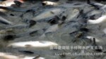��Ӧ�ʺ��ڵ��㳡�����Ĵ�����