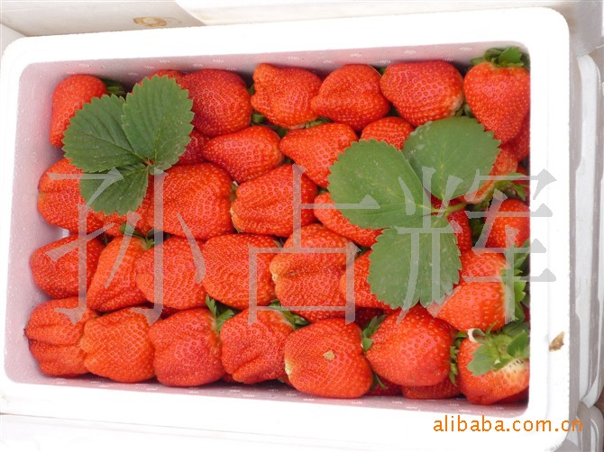 供应草莓果品 新鲜温室草莓