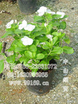 长春花(日日春 日春花 时钟花)供应时花四季花 长春花袋苗