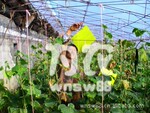 供应粘虫黄板、捕虫黄板、粘虫板