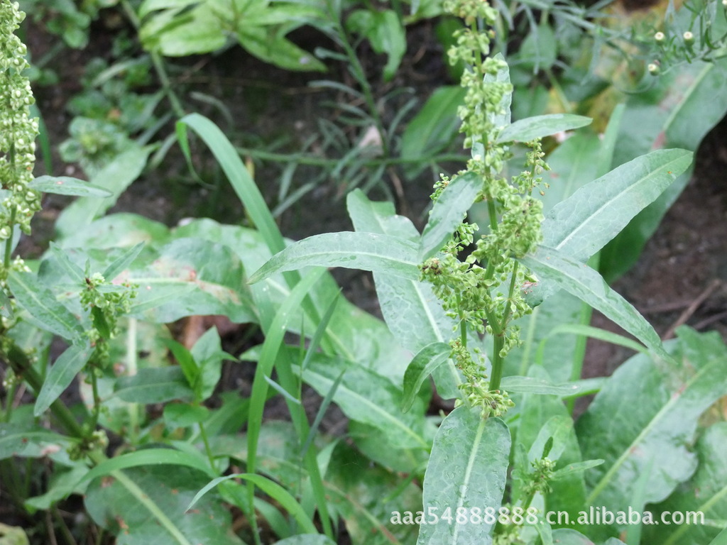 「植物中药材」羊蹄根/土大黄/牛皮癣皮炎-万宝商行