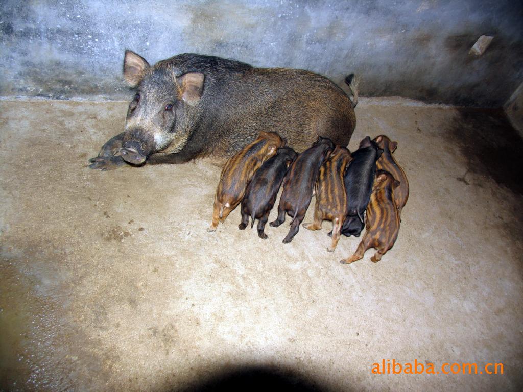 供应牧业养殖的优质野猪，猪仔，种猪