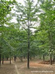 供应银杏树,沭阳银杏树基地价格最低