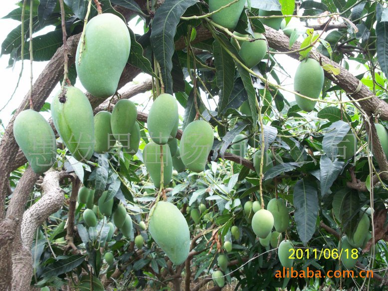 供应台农1号芒果苗 芒果首王*甜 生吃不酸 苗木成活率高