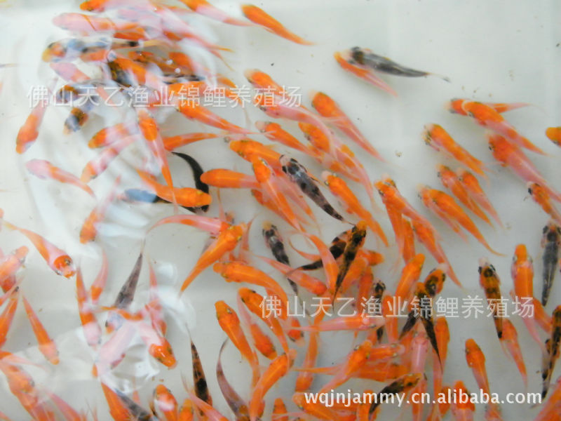 预订2012年纯种锦鲤鱼苗养殖场批发供应观赏鱼日本锦鲤鱼苗