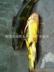 ������ֱ������Ӧ��Ӧȫ��������ֳ�Ļ������