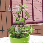 长枝仙藤 塑料植物 高仿真小盆景 迷你小植物 塑胶花