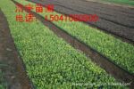 ��Ҷˮ��ĸ�� ��Ҷˮ��Ǥ��  ��Ҷˮ������  ��Ҷˮ������