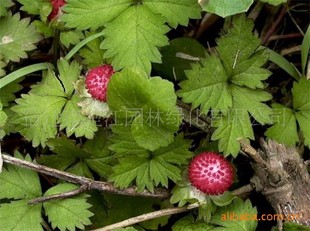 供花卉-蛇莓,别名蛇泡草,蛇盘草,蛇果草