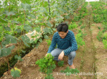 蓬莱松种植生产销售,优质小苗,大苗!