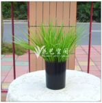 5叉葱草 插花配草 创意家居装饰品 仿真花盆景 塑料草