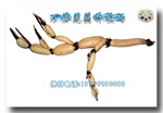 供应莲藕种——鄂莲一号(原种)