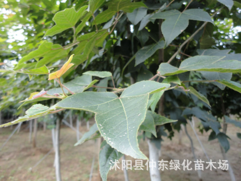 批发枫香 枫香树 青枫 红枫 三角枫 五角枫