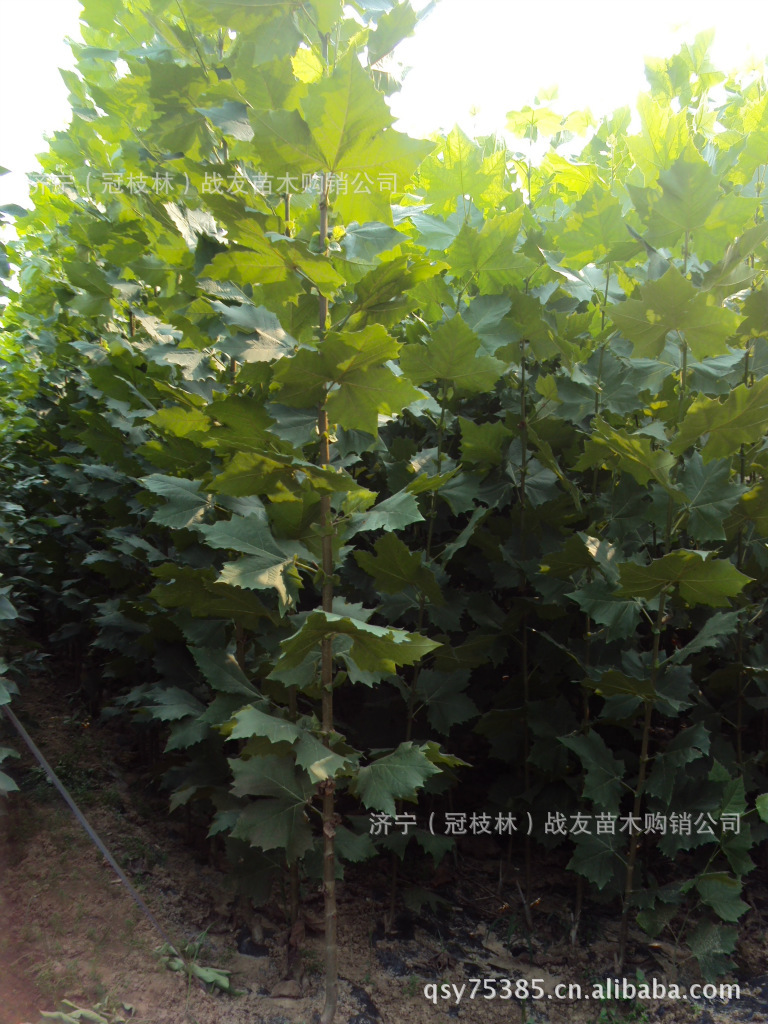 速生法桐 扦插苗1年苗 高1.5~1.8米 杆直 生长快 易成活 抗风沙