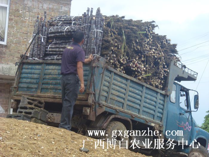 新鲜水果鲜果广西特产黑皮果蔗甘蔗多汁甜脆