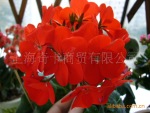 波旁天竺葵精油、促进乳腺发育、纾解压力、收缩血管、活化肌肤。