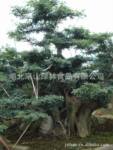 供应对节白蜡盆景 成型盆景 绿化大树 古树古桩 园林绿化