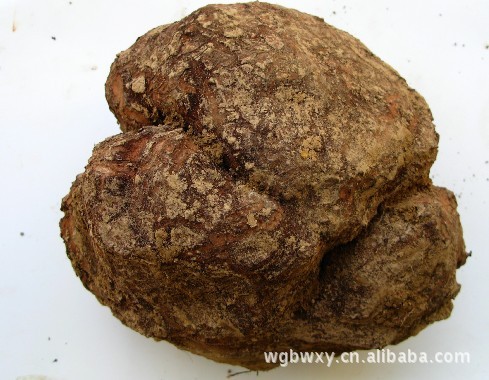 鲜茯苓