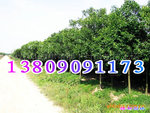 ��Ӧ������ľ-�׾�3-4���ָ߸�Ů�꣬����������ͼ��