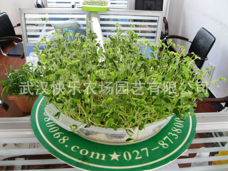 供应芽苗菜盘在家种植芽苗菜 放心芽苗菜 无公害营养芽苗菜