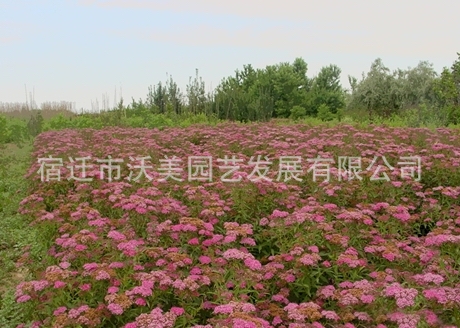 榆叶梅,又名榆梅,小桃红,榆叶鸾枝.