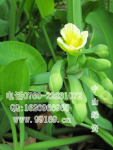 批发供应 黄花蔺 水景用绿化 水生植物 黄花蔺价格报价电议