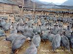 常年大量供应法国珍珠鸡