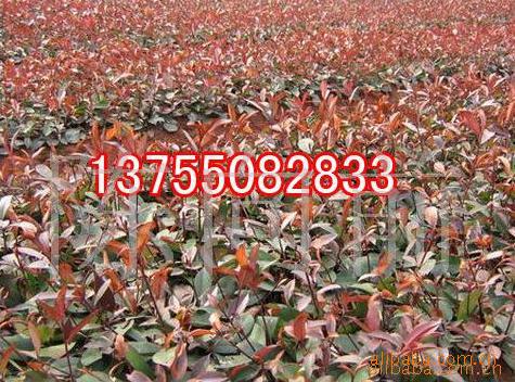 大量供應紅葉石楠小苗 10-20公分 優質綠化苗木 插扦苗