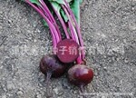 艾克生 甜菜种子 进口甜菜种子 根用甜菜种子 红菜头种子