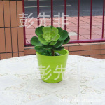 中号雪莲花 仿真塑胶小植物 肉类小盆景植物 迷你小盆栽