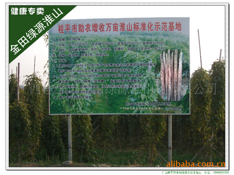 金田绿源淮山山药种植  示范基地 