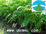 �ζ�������ľ����ͷ�������ľ��