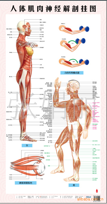 畅销挂图****人体肌肉神经解剖挂图(侧)