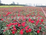 ��Ӧ�ر��¼����ڱ��¼�����ǽ÷���Ứ�¼��Ȼ�ľ