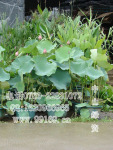 荷花(莲花 水芙蓉 莲藕花)(图) 批发供应 水生植物 荷花价格