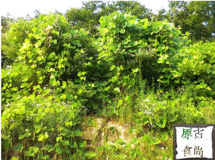 批发网店代理江西上饶横峰天然野生葛根片葛根粉野葛花