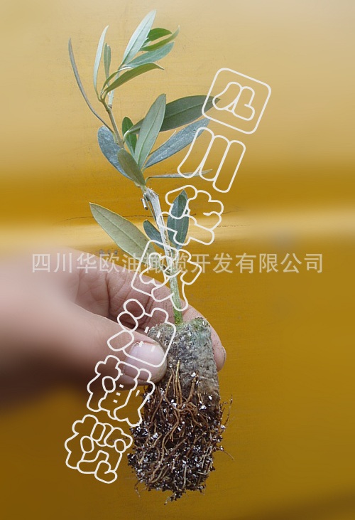 优选油橄榄树苗，【会员价优】华欧油橄榄种子种苗.乔木