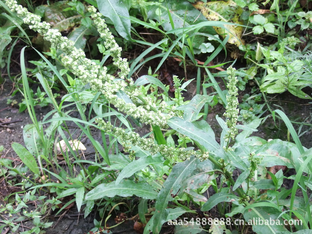 「植物中药材」羊蹄根/土大黄/牛皮癣皮炎-万宝商行
