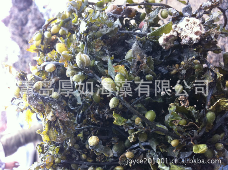 海参鲍鱼水产饲料用大叶菜(大叶藻)