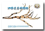 供应莲藕种——金华小白莲(原种)