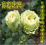 供应白玉兰、合欢(图)