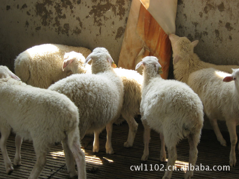 徐州申宁羊业 湖羊(供应湖羊小公羊育肥用) 育肥羊 肉羊 杜泊羊