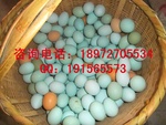 武汉供应绿壳鸡蛋