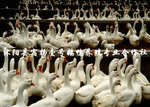 【厂家直销】常年优质供应 生长速度快肉质好繁殖率高的扬州鹅￥ 