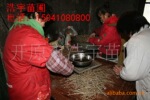 金叶榆接穗处理 金叶垂榆接穗保存 接穗处理保存