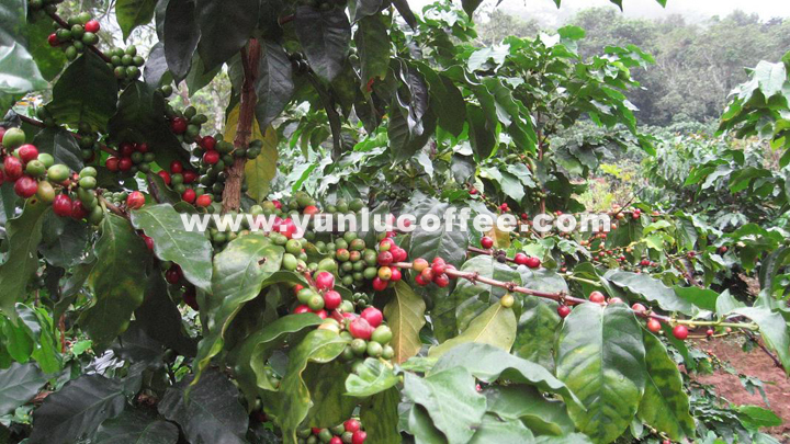 所有图片均系云潞咖啡原创作品，请勿抄袭盗用 