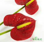 ��������ơ�������Ӧ��ó�ߵ����滨����컨-�λû���